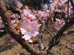 寒桜