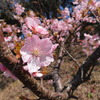 寒桜