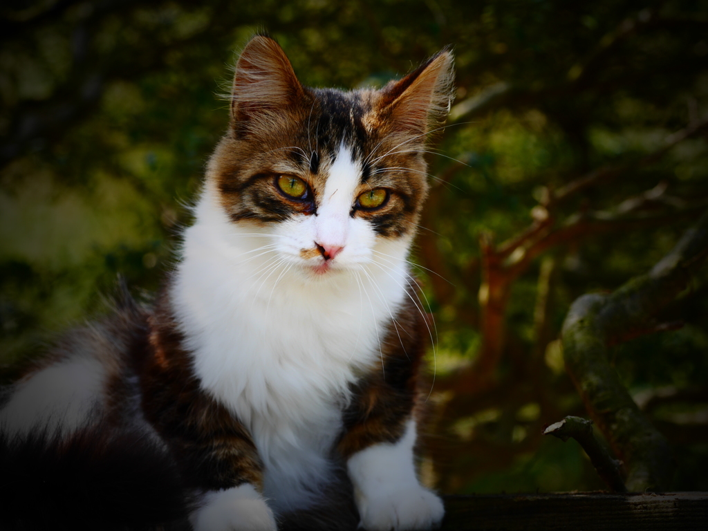 外猫