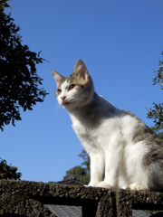 青空と猫