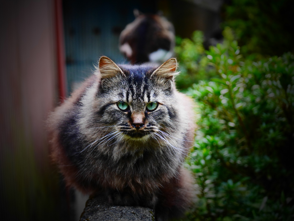 塀上の猫