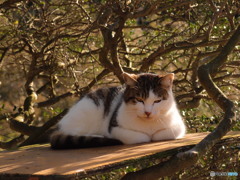 木の上の猫ハウス