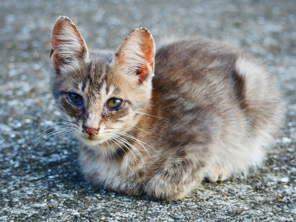仔猫
