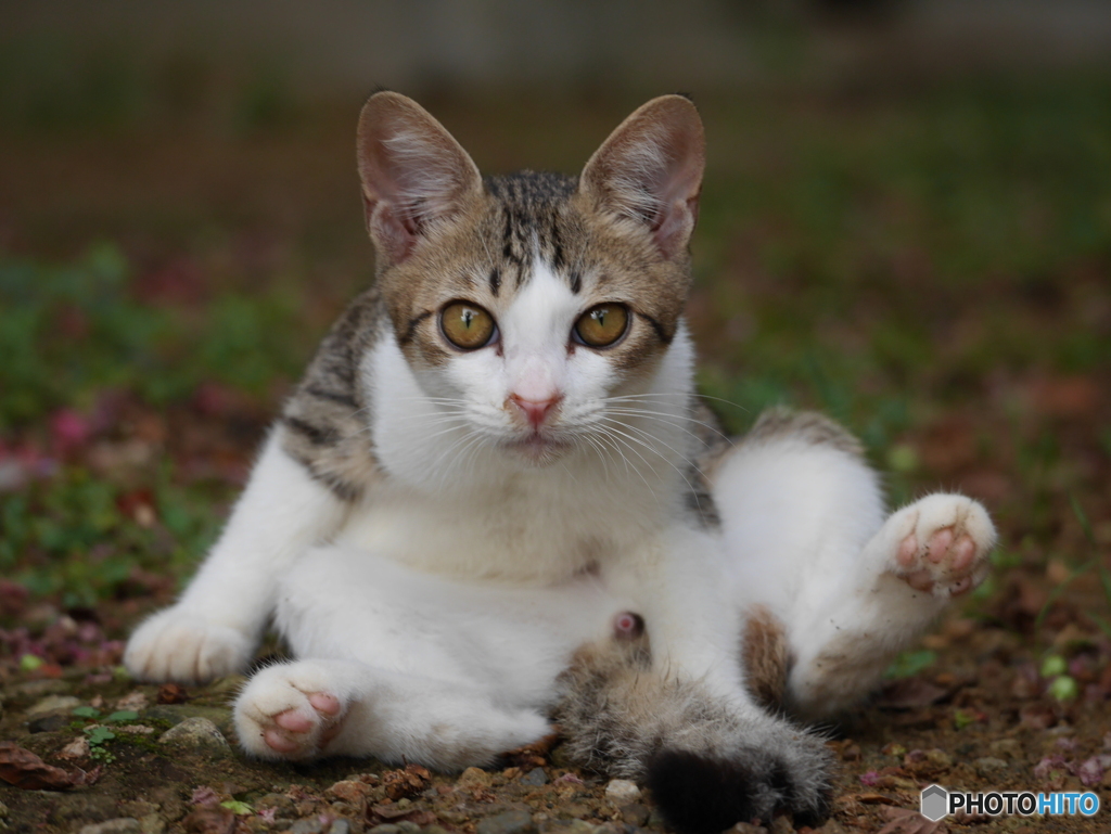仔猫