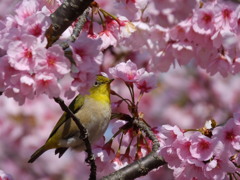 メジロと寒桜