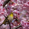 メジロと寒桜