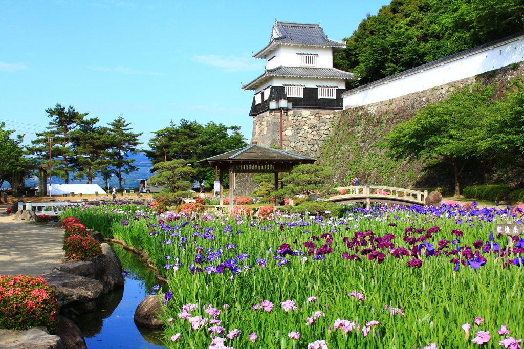大村公園の花菖蒲
