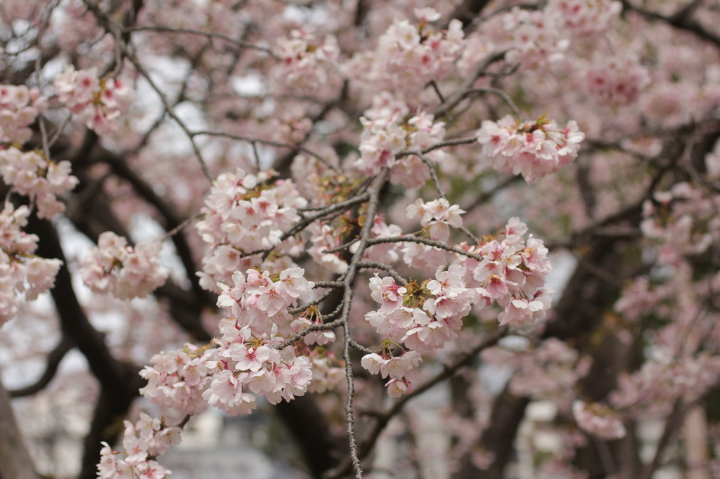 大寒桜