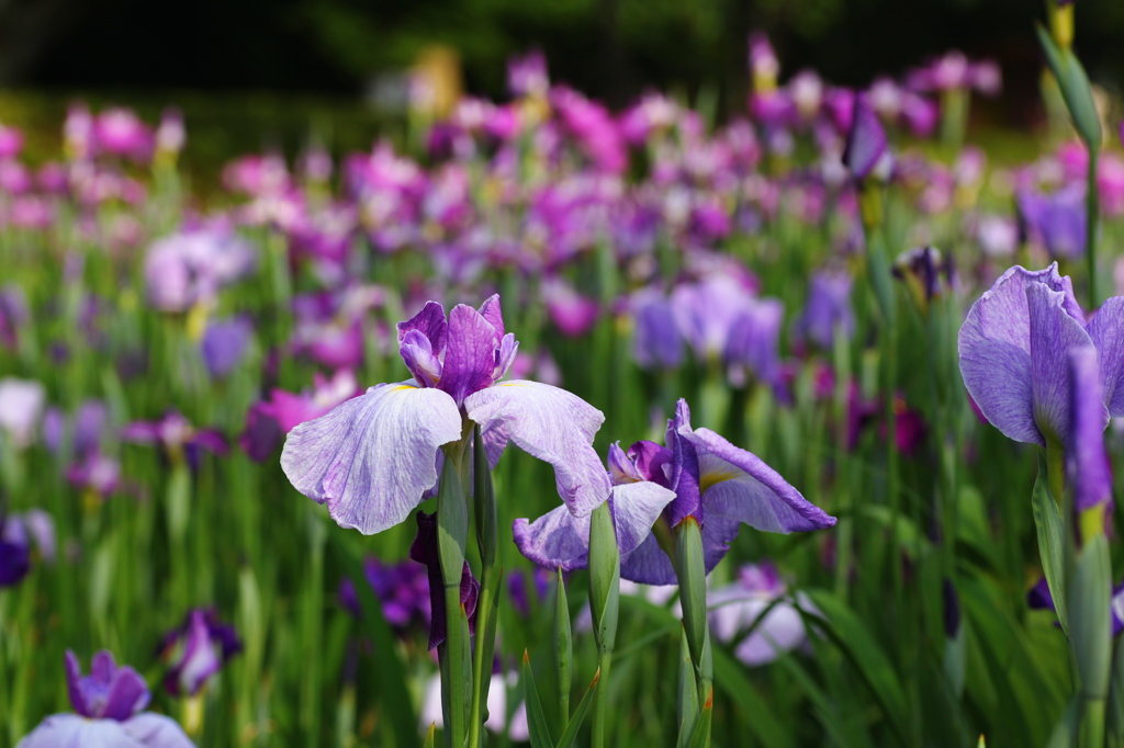 花菖蒲
