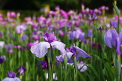 花菖蒲