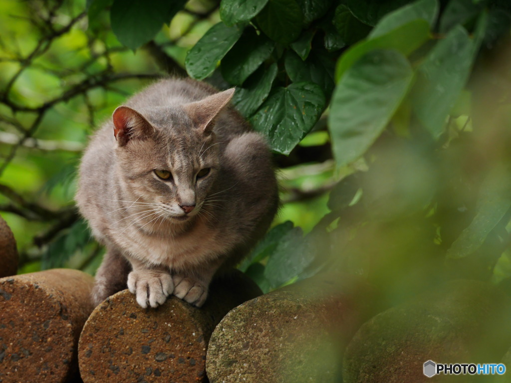 野良猫