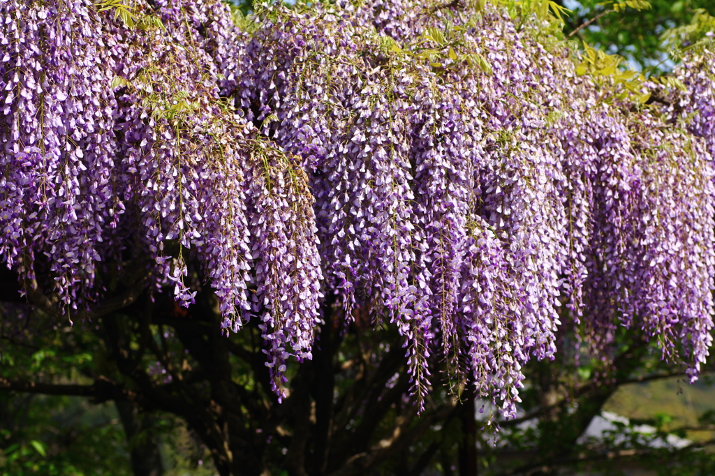 藤の花