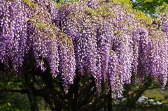藤の花