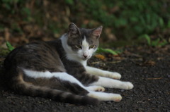 気まぐれ猫