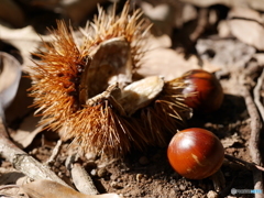 chestnut