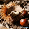 chestnut