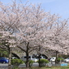 桜満開