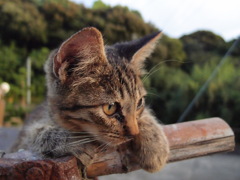 仔猫の想い