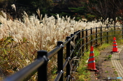 ススキ