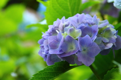 ５月の紫陽花