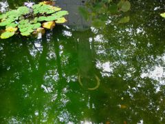 水面に浮かぶ大悲観世音像