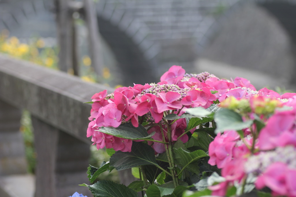 ながさき紫陽花（おたくさ）祭り