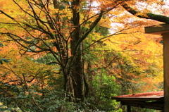 轟峡の紅葉