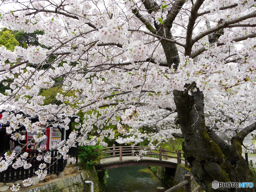 諫早公園の桜