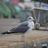 年越カモメ