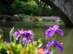 諫早公園の花菖蒲