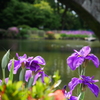 諫早公園の花菖蒲