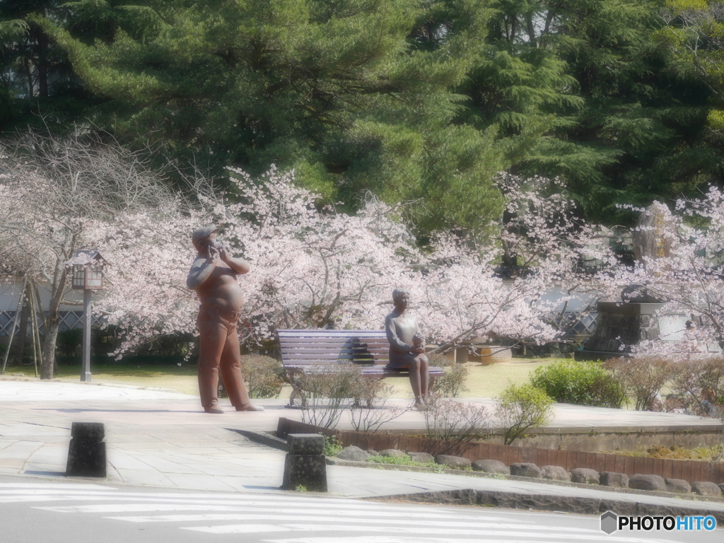諫早公園の大寒桜