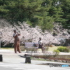 諫早公園の大寒桜