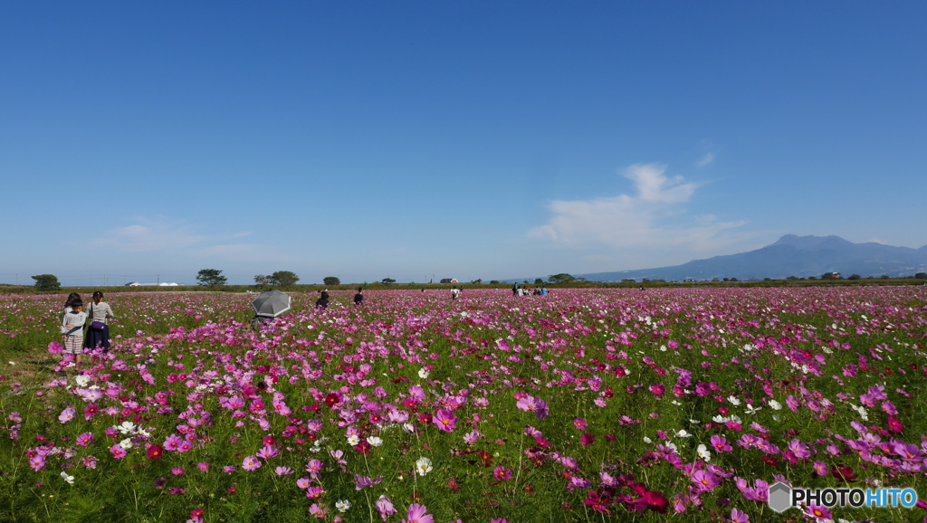 自然干陸地フラワーゾーン