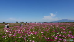 自然干陸地フラワーゾーン