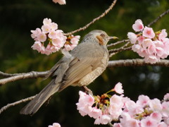 ヒヨドリと大寒桜