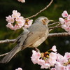 ヒヨドリと大寒桜