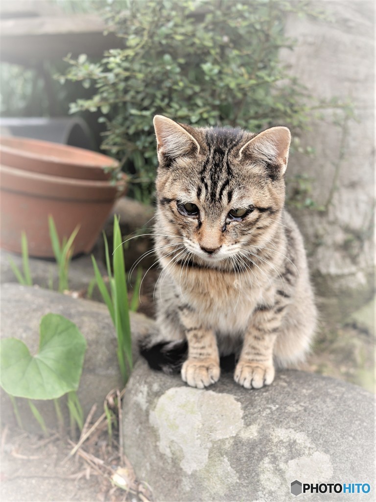 庭の仔猫
