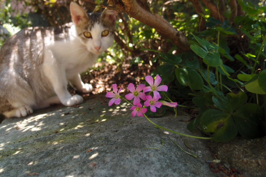 紫傍食と猫