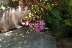 紫傍食と猫