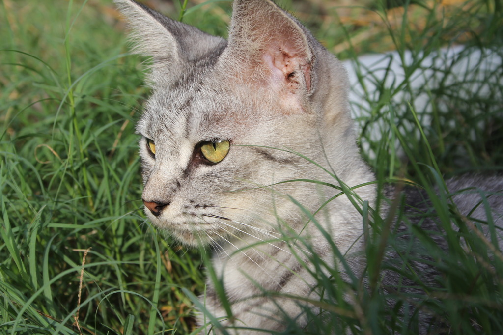 ジュニア（雄）