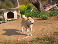 ワン公