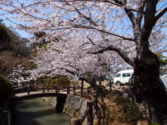 諫早公園の桜