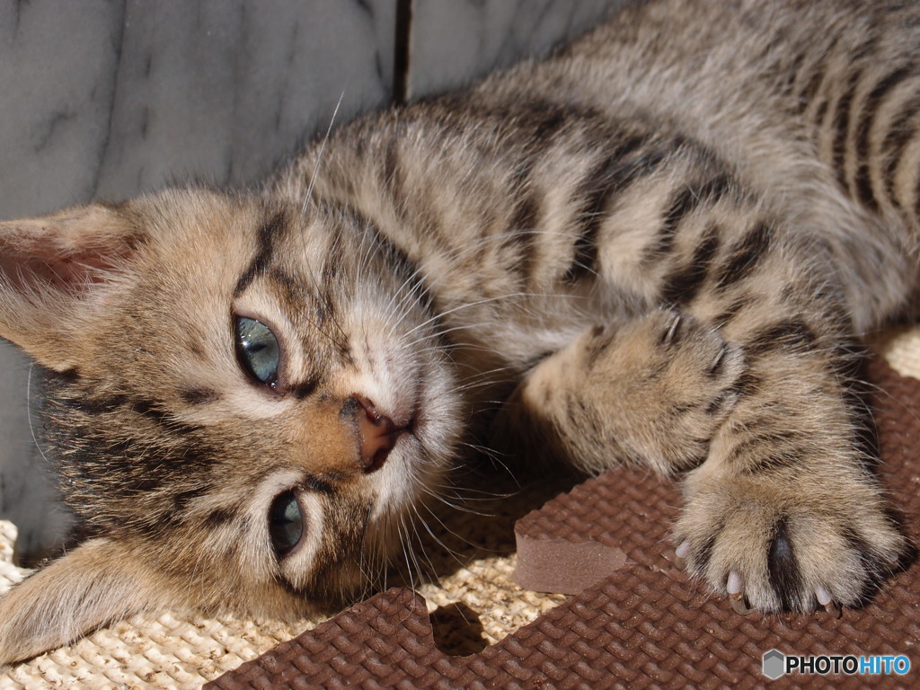 野良猫の子供