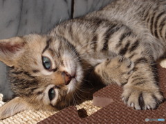 野良猫の子供