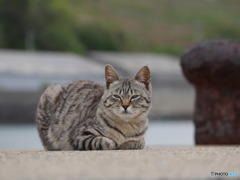 堤防の猫