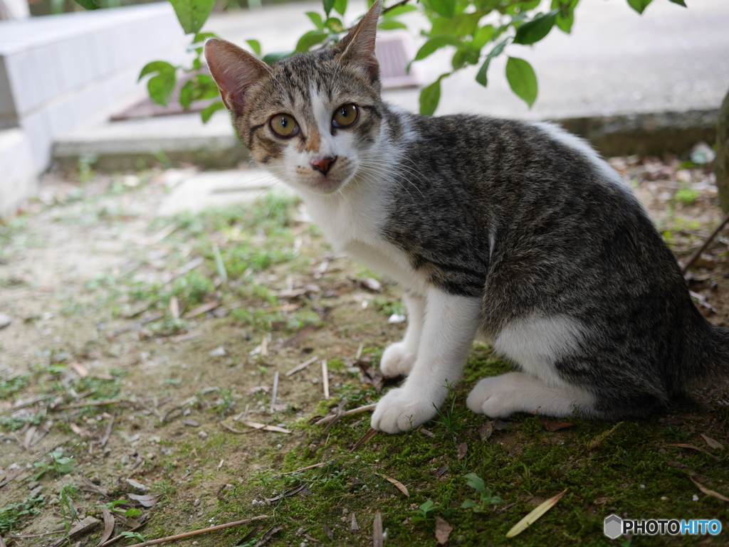 懐いた野良猫