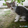 懐いた野良猫