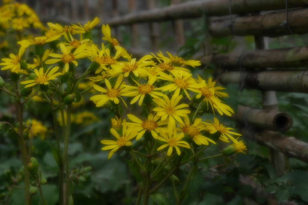 石蕗の花