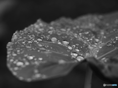 雫